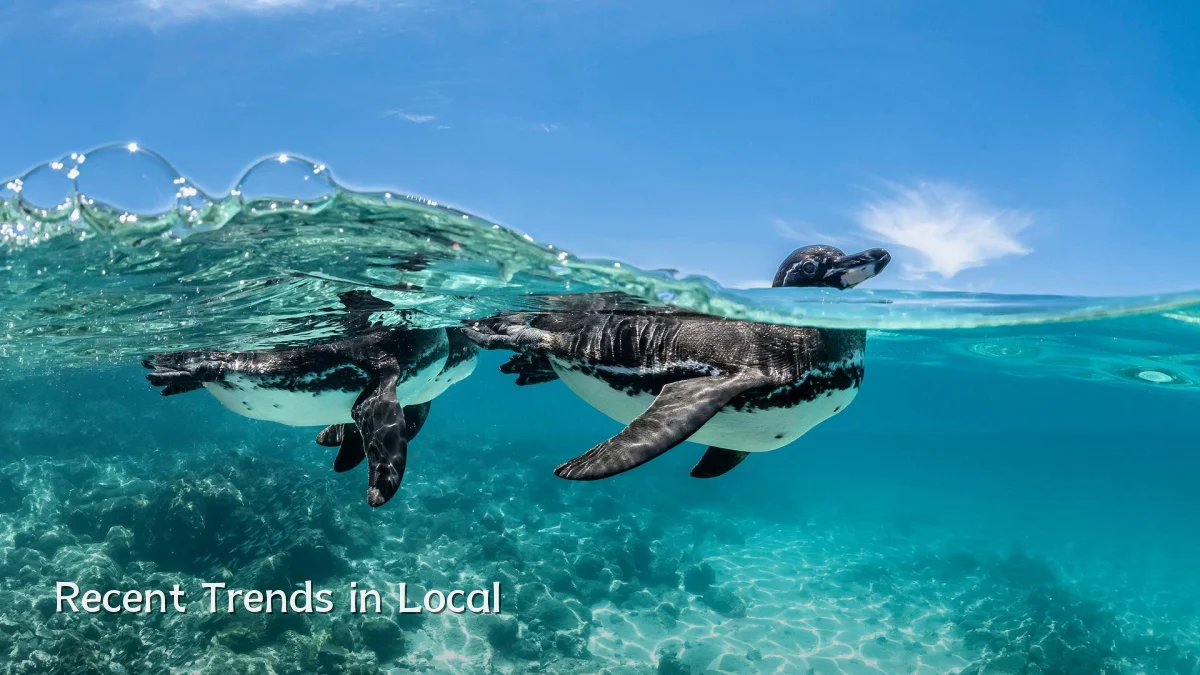 Recent Trends in Local