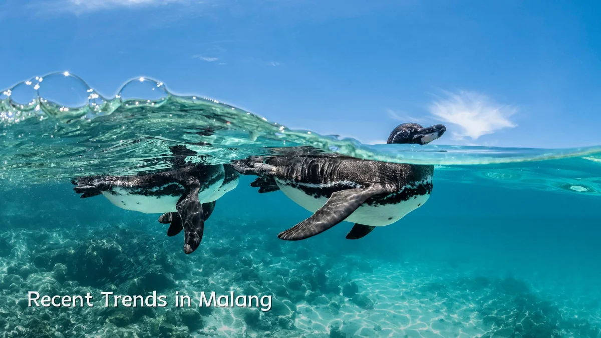 Recent Trends in Malang
