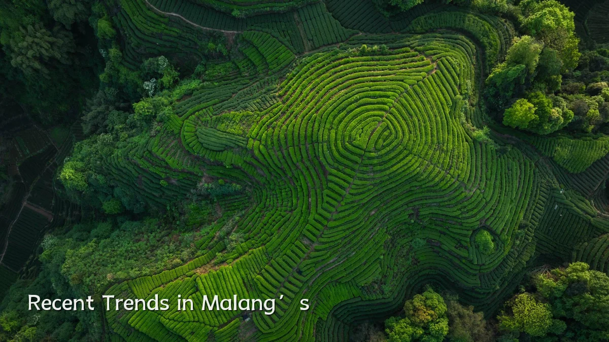 Recent Trends in Malang’s