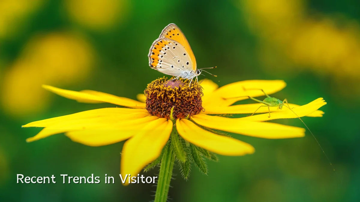 Recent Trends in Visitor