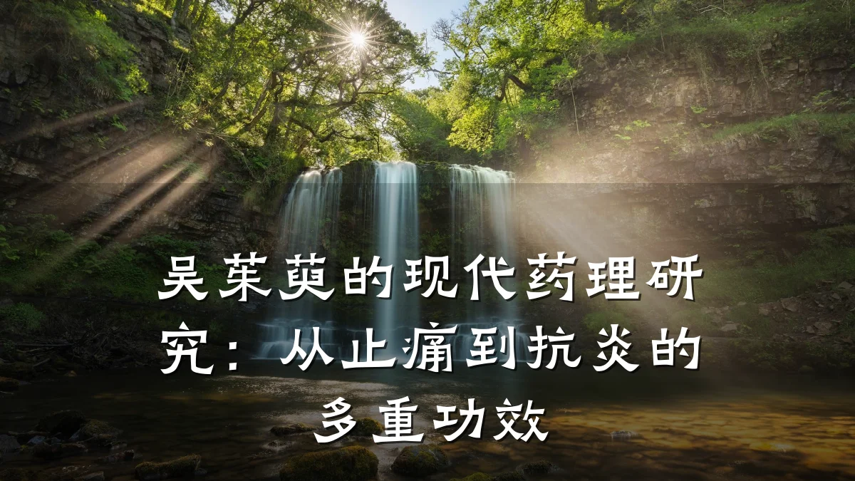 吴茱萸的现代药理研究：从止痛到抗炎的多重功效
